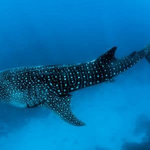Uno squalo balena grande con un motivo di macchie bianche nuota attraverso le profonde acque blu dell'oceano.