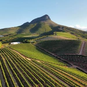An aerial view of a sprawling vineyard with neat rows of grapevines on green hills below a large mountain.