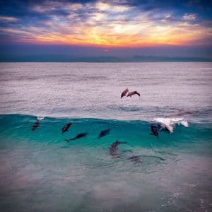 Una manada de delfines nada en aguas turquesas, con dos saltando fuera del océano contra un cielo de atardecer colorido.