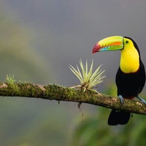 Un tucano carenato con un grande becco colorato si posa di traverso su un ramo d'albero coperto di muschio.