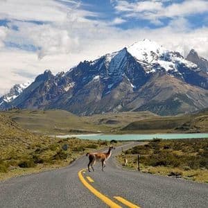 Due guanachi si ergono su una strada tortuosa con vista su montagne innevate e un lago turchese sotto un cielo nuvoloso.