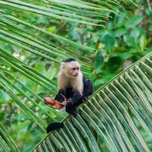 A white-headed capuchin monkey sitting on a large green palm frond while holding a dry leaf.