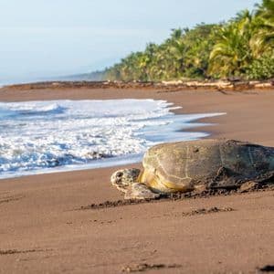 Una gran tortuga marina en una playa de arena oscura, con olas del océano y una costa bordeada de palmeras al fondo.