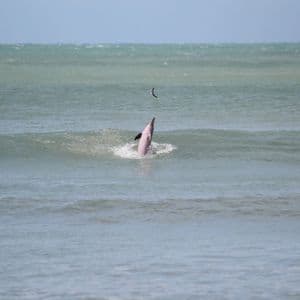Un delfín lanza un pez al aire al emerger de las agitadas aguas del océano.