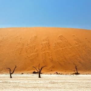 Árboles esqueléticos se alzan sobre una salina agrietada frente a una gran duna de arena naranja bajo un cielo azul claro.