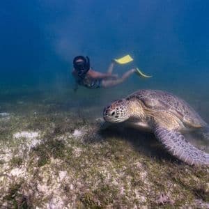Una grande tartaruga marina riposa su un fondale erboso mentre uno snorkeler con pinne gialle nuota sullo sfondo.