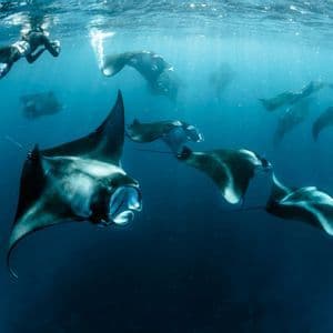 Una vista subacquea di una persona che fa snorkeling sopra un grande banco di mante in acque blu profonde.