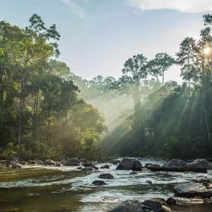 I raggi del sole filtrano attraverso gli alberi nebbiosi di una giungla fitta, illuminando un fiume roccioso.