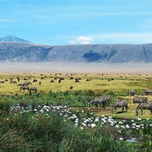 Des troupeaux de zèbres et de gnous paissent dans une vaste plaine herbeuse, avec une montagne en arrière-plan et des oiseaux blancs à un point d'eau.