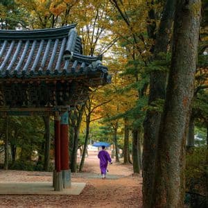 A person in a purple robe holding a blue umbrella walks past a traditional gatehouse on a path in an autumn forest.
