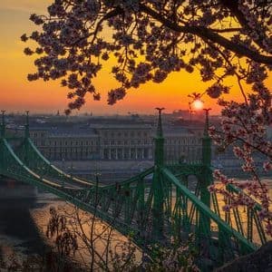 Un ponte verde attraversa un fiume in una città all'alba, incorniciato dai fiori rosa di un albero in primo piano.