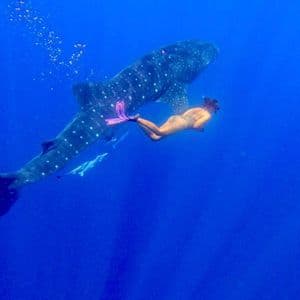 Una persona con pinne rosa fa snorkeling con un grande squalo balena nelle profonde acque blu dell'oceano.