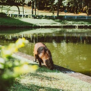 Un capibara marrone pascola lungo il bordo erboso di uno stagno, con una fila di alberi sullo sfondo in una giornata di sole.