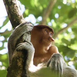 Un mono narigudo con brazos grises se aferra a un tronco de árbol, mirando de reojo sobre un fondo verde frondoso.