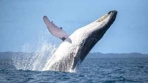 Una balena megattera salta fuori dall'oceano, creando un grande spruzzo d'acqua contro un cielo azzurro e limpido.