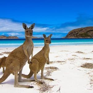 Two kangaroos stand on a white sand beach, with turquoise water and distant islands under a blue sky.