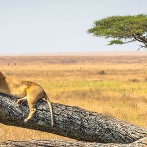 Eine Löwin ruht auf einem dicken, gefallenen Ast mit Blick auf eine weite, trockene Savanne mit einem Akazienbaum in der Ferne.