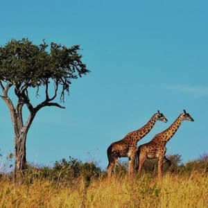 Due giraffe si ergono su una collina erbosa accanto a un albero nella savana sotto un cielo azzurro chiaro.