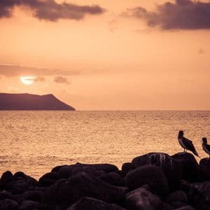 Dos aves silueteadas se posan en rocas junto al mar, observando el atardecer detrás de una isla distante bajo un cielo anaranjado.