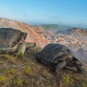 Zwei Riesenschildkröten an einem nebligen, vulkanischen Hang mit Blick auf eine zerklüftete, hügelige Landschaft unter klarem blauem Himmel.