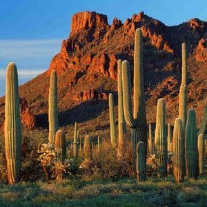 Alti cactus saguaro si ergono in un paesaggio desertico soleggiato di fronte a una grande montagna di roccia rossa sotto un cielo blu.