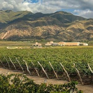 Hileras de viñedos en un viñedo con un gran edificio de bodega a lo lejos, con un telón de fondo de montañas onduladas bajo un cielo nublado.