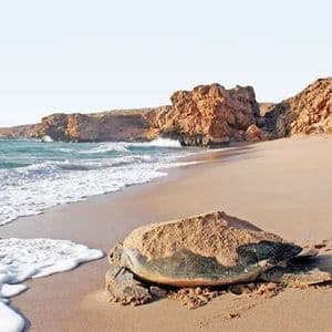 Una tartaruga marina con sabbia sul guscio riposa su una spiaggia vicino al bagnasciuga, con scogliere bruno-rossastre sullo sfondo.