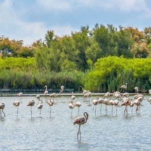Uno scatto panoramico di un grande stormo di fenicotteri rosa in uno specchio d'acqua con una rigogliosa costa verde sullo sfondo.