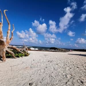 A large piece of driftwood sits on a white sand beach, with the ocean in the background under a partly cloudy blue sky.