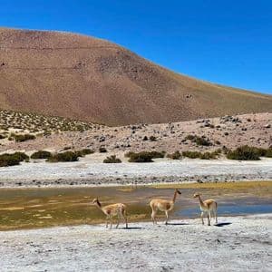 Trois vigognes se tiennent près d'un petit étang dans un paysage sec et vallonné sous un ciel bleu clair.