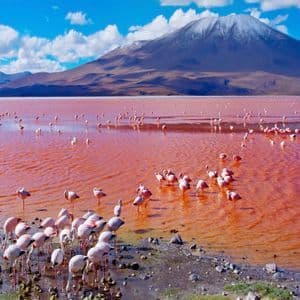 Eine Herde Flamingos watet in einem rot gefärbten See am Fuße eines großen, schneebedeckten Berges unter blauem Himmel.