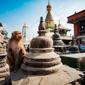 Una scimmia macaco è seduta su uno stupa di pietra consumato all'interno di un complesso di templi, con un grande stupa dorato visibile sullo sfondo sotto un cielo azzurro.