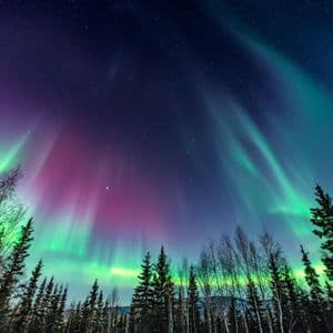 Aurore boreali verdi e viola illuminano il cielo notturno stellato sopra una foresta in silhouette.