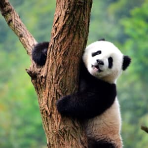 Un cucciolo di panda si aggrappa al lato di un albero dalla corteccia ruvida, guardando verso la fotocamera con la lingua di fuori.