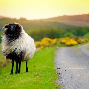Una pecora dal vello irsuto e dal muso nero con le corna si trova su un ciglio verde accanto a una strada stretta che serpeggia tra le colline al tramonto.