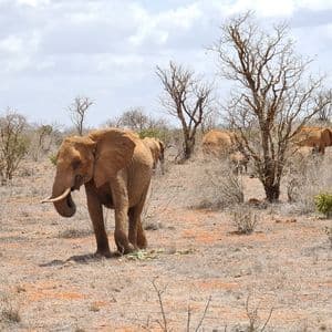 A herd of elephants forages in a dry savanna landscape with sparse trees under a partly cloudy sky.