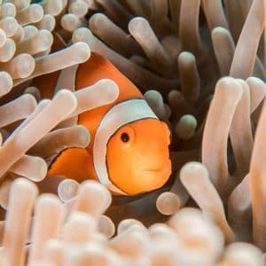 Un pesce pagliaccio arancione e bianco fa capolino tra i tentacoli di un'anemone di mare.