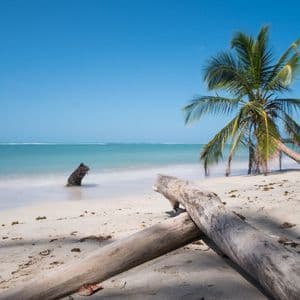 A leaning palm tree and driftwood logs rest on a sandy beach next to the calm turquoise sea under a clear sky.