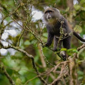 A blue monkey stands on a thin tree branch covered in moss, surrounded by out-of-focus green leaves.