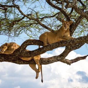 Two lionesses rest on the thick, gnarled branches of a tree against a blue sky with white clouds.
