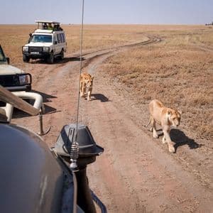 Two lionesses walk on a dirt road between two safari jeeps during a WeRoad group trip in the savanna.