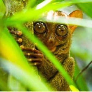 Un petit tarsier aux grands yeux bruns s'accroche à une branche d'arbre, jetant un coup d'œil derrière des feuilles vert vif.