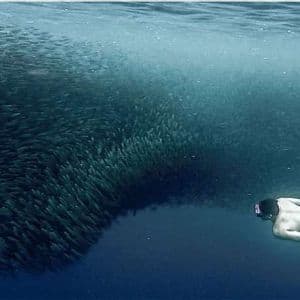 Un uomo che fa snorkeling nuota a fianco di un enorme banco di pesci in acque blu profonde.