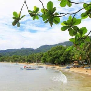 Une branche d'arbre feuillue encadre une vue sur une plage tropicale de sable avec des bateaux, des palmiers et des montagnes vertes.
