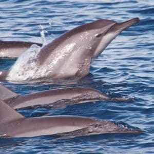 Un branco di delfini nuota nell'acqua blu dell'oceano, con uno che salta e crea uno schizzo.
