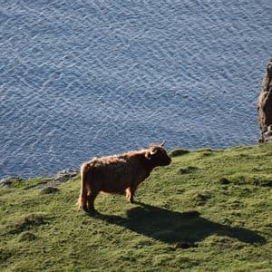 Une vache Highland brune se tient sur une falaise herbeuse surplombant la mer bleue pendant la journée.