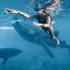 Eine Frau mit Schnorchelmaske schwimmt unter Wasser neben einem großen Walhai und streckt ihren Arm nach vorne.