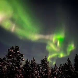 L'aurore boréale vert vif tourbillonne dans le ciel nocturne au-dessus d'une forêt sombre de pins enneigés.