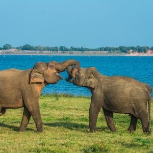 Two elephants interlock their trunks while playing on a grassy field next to a large body of blue water under a clear sky.