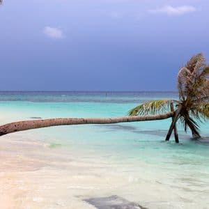 A palm tree grows horizontally from a white sand beach into calm turquoise water under a dark blue sky.